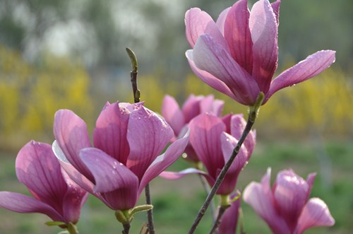 花开早春 芬芳正大（李瑞寒副董事长摄影集）