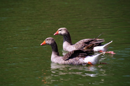 “青岛正大杯”摄影大赛作品撷赏（动物）