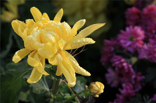 不是花中偏爱菊，此花开尽更无花